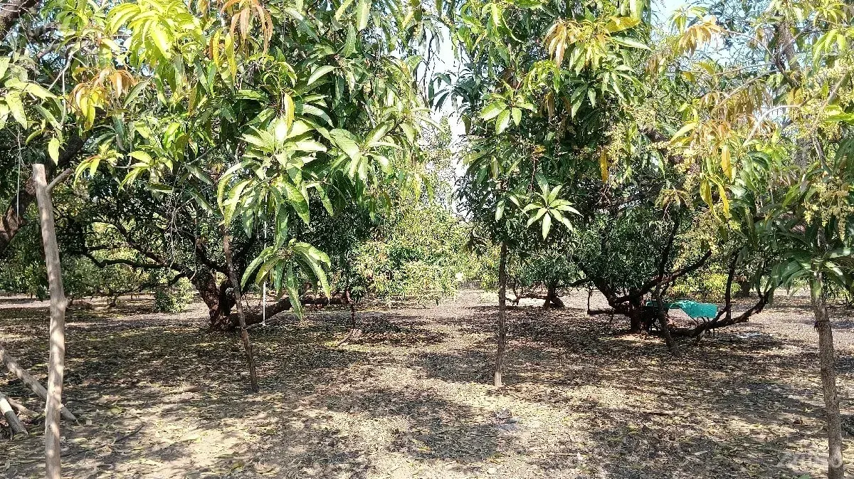 ફાર્મ હાઉસ આંબા નો બગીચો - Land & Plots - Talala - Image 3