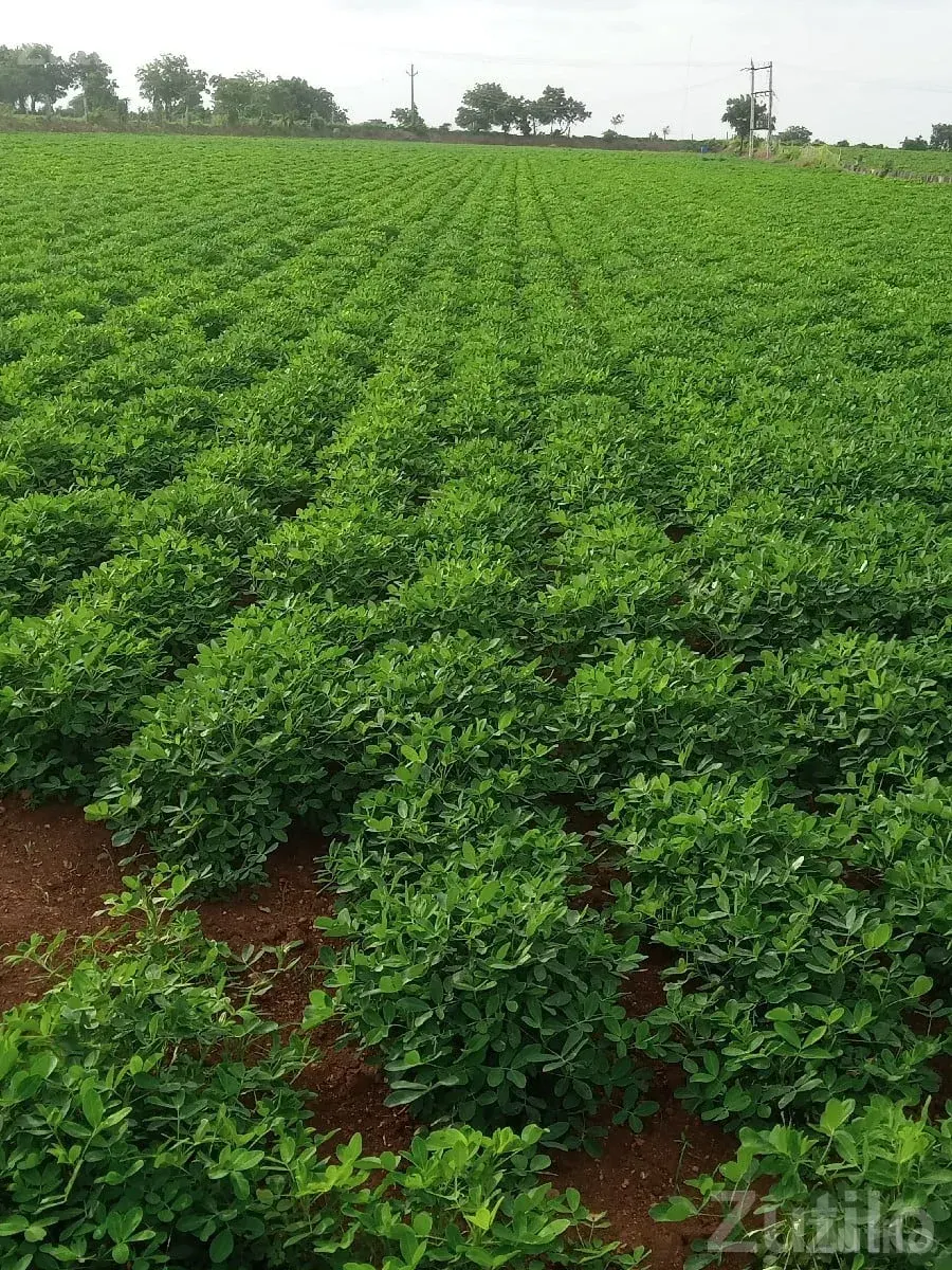 Fertile Green Farmland Plot Jamjodhpur - જમીન અને પ્લોટ - જામજોધપુર - Image 3