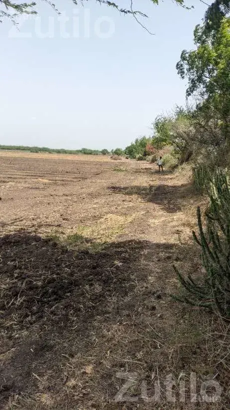 Agricultural Land 8 Vigha 5 Guntha with Well - જમીન અને પ્લોટ - અમરેલી - Image 5