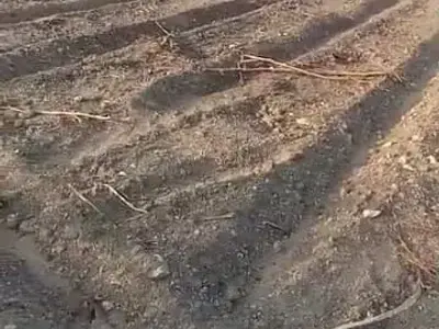 17 Vigha Farm Land with Well Connection 17 Vigha Farm Land with Well Connection