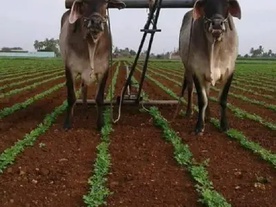 9 જમીન આપી દેવાની છે 9 જમીન આપી દેવાની છે