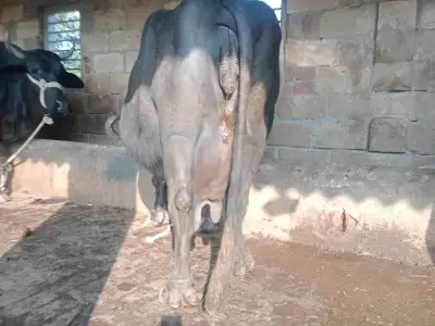 ૩ જુ વેતર વીયાસે ૩ જુ વેતર વીયાસે