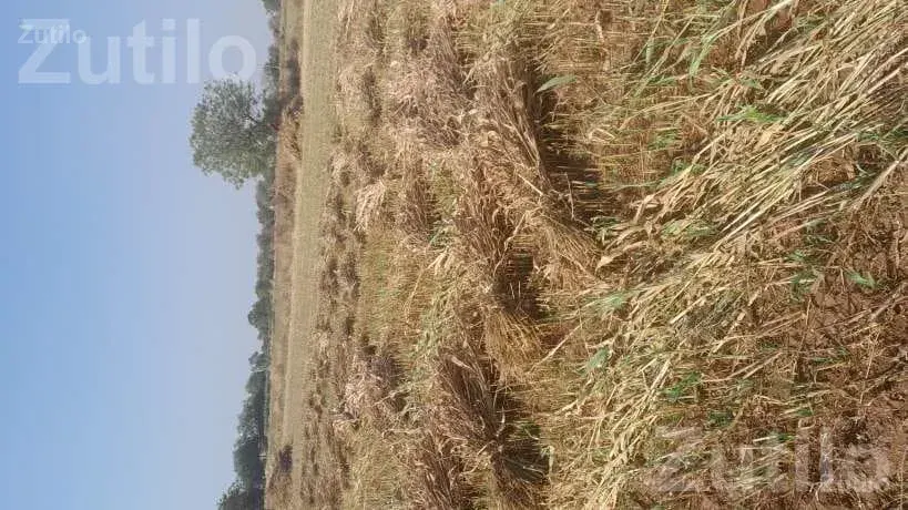 Agricultural Land Plot for Sale - જમીન અને પ્લોટ - પોરબંદર - Image 2