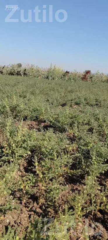 Agricultural Land with Green Gram Crop - જમીન અને પ્લોટ - મુળી - Image 4