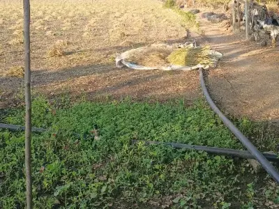 2 Bigha Agricultural Land for Lease 2 Bigha Agricultural Land for Lease