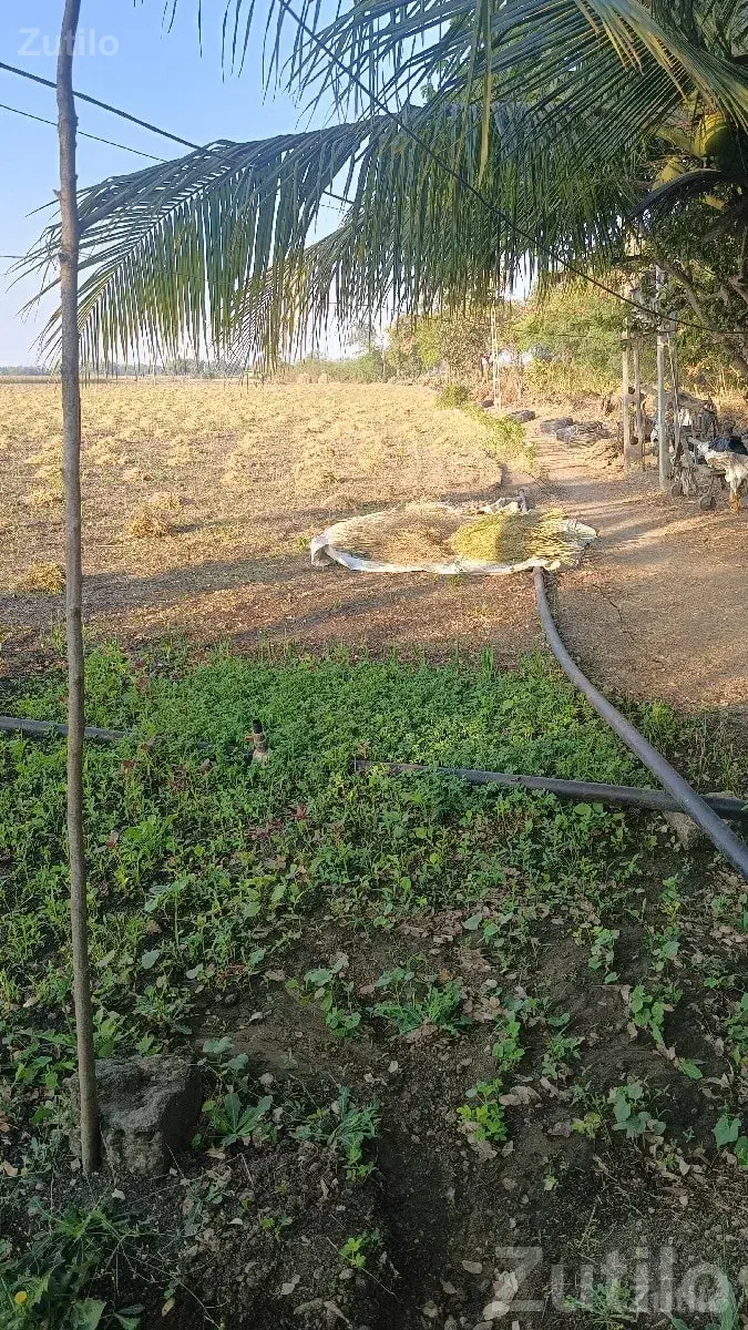 2 Bigha Agricultural Land for Lease - Land & Plots - Kodinar - Image 1