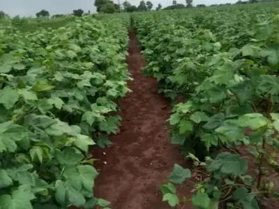 Agricultural Land for Sale in Jam Khambhalia Agricultural Land for Sale in Jam Khambhalia