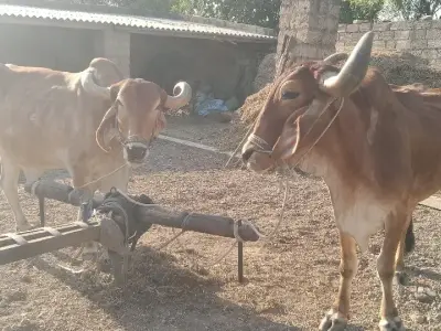 બે બળદ વેચવાના છે બે બળદ વેચવાના છે