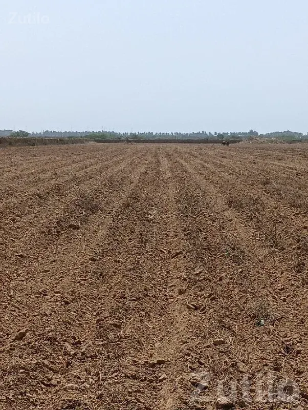 Fertile Agricultural Land Wanted - જમીન અને પ્લોટ - જામજોધપુર - Image 1