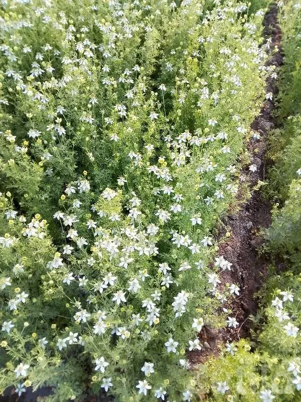 17.50 Vigha Fertile Agricultural Land - જમીન અને પ્લોટ - જામજોધપુર - Image 2