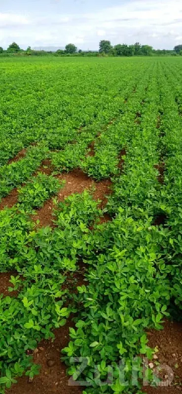 23.5 Vigha Agriculture Land Upleta - Land & Plots - Upleta - Image 2