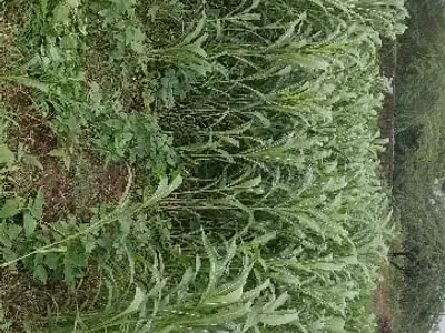 Green Agricultural Land for Sale, Kodinar Green Agricultural Land for Sale, Kodinar