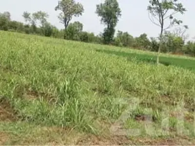 Fertile Agricultural Land in Songadh Fertile Agricultural Land in Songadh
