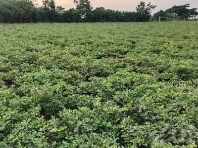 Fertile Agricultural Land for Sale, Dhari Fertile Agricultural Land for Sale, Dhari