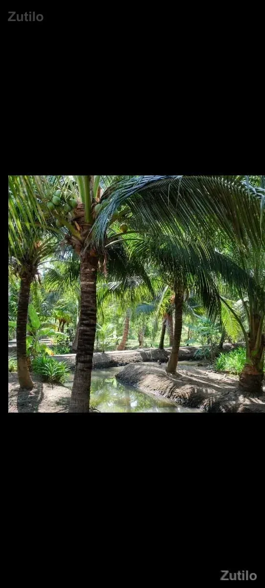 નારિયેળી ના બગીચા વાળી 5 વિઘા જમીન - Land & Plots - Somnath - Image 1