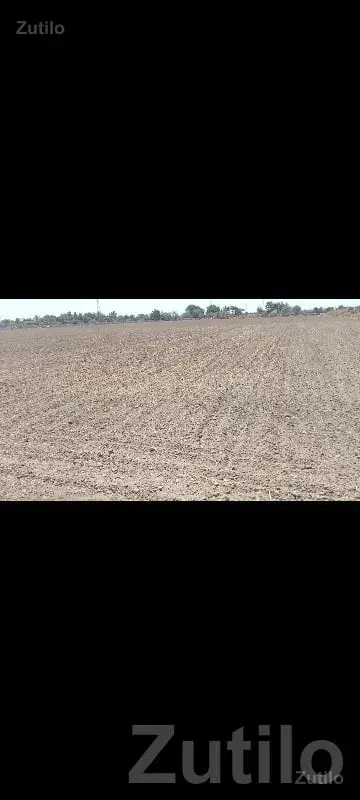 Fertile Agricultural Land in Porbandar - Land & Plots - Chhaya - Image 2