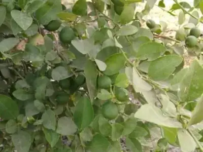 30 Vigha Lemon Orchard Land for Sale 30 Vigha Lemon Orchard Land for Sale