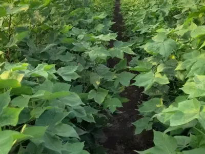 Fertile Agricultural Land Plot for Sale