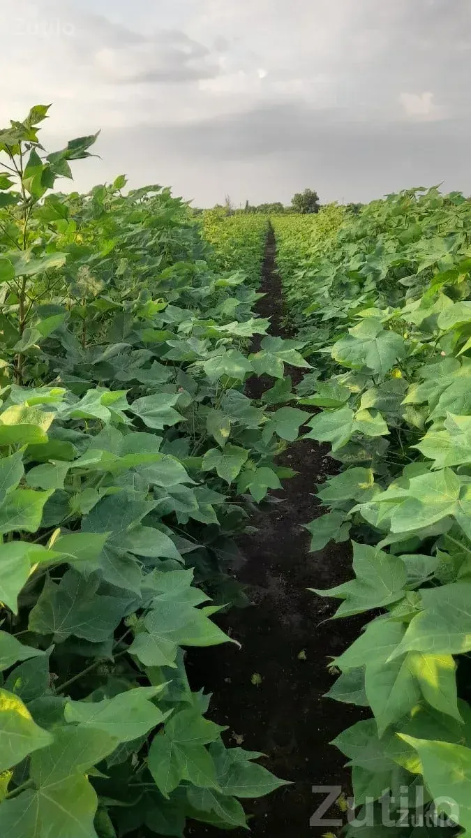 Fertile Agricultural Land Plot for Sale - જમીન અને પ્લોટ - જામજોધપુર - Image 1