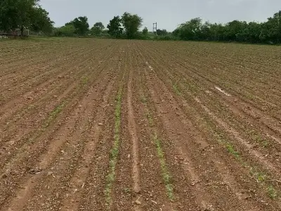 10 વીઘા જમીન વેચવા ની છે 10 વીઘા જમીન વેચવા ની છે