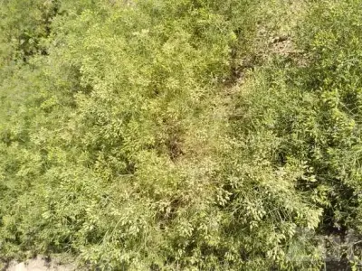 3 Acre Agricultural Land with Bore and House 3 Acre Agricultural Land with Bore and House