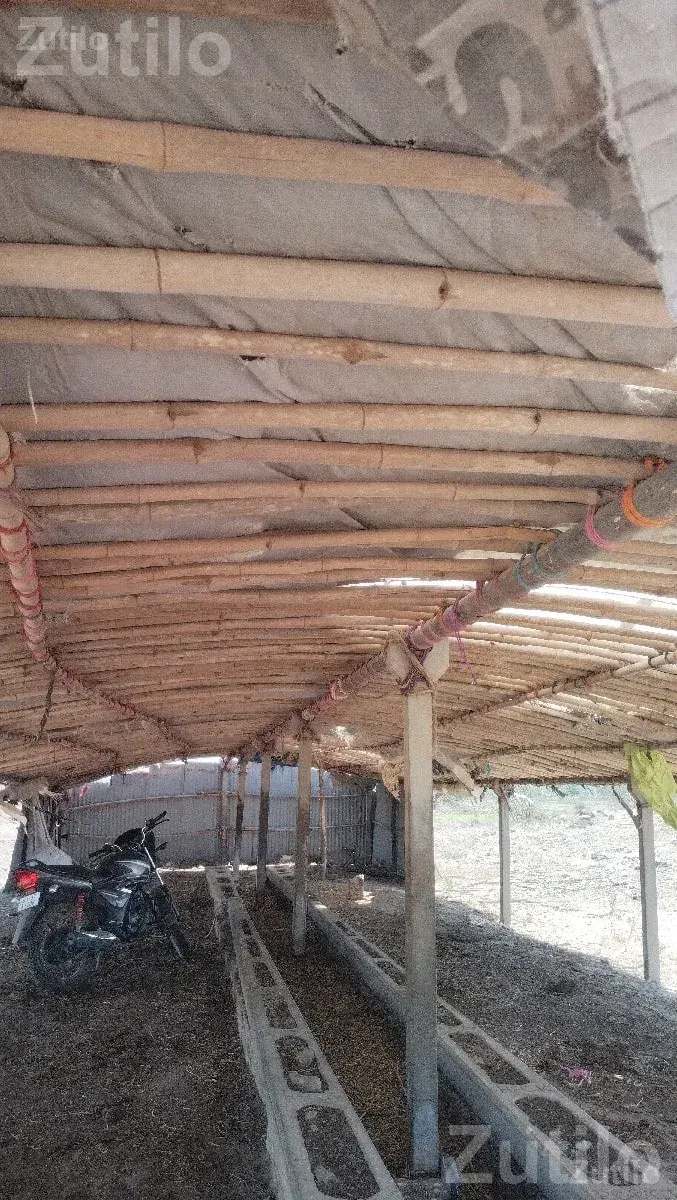 Cattle Shed Structure for Sale - Land & Plots - Khambhalia - Image 3