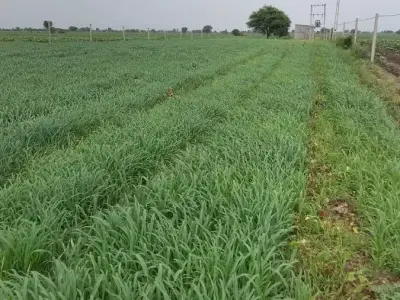 17 Vigha Road Touch Fertile Farm Land 17 Vigha Road Touch Fertile Farm Land