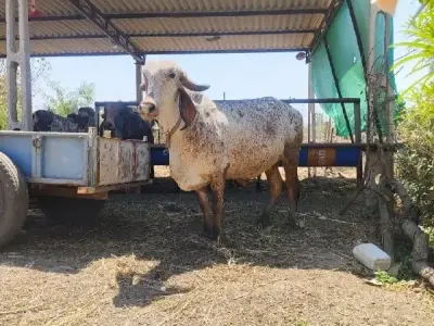 જમીન વેચવાની છે જમીન વેચવાની છે