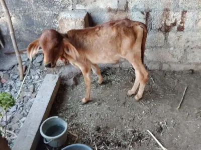 ગાય ગાય