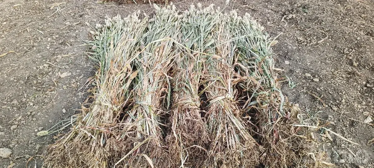 Fresh Jowar Fodder Bundles for Sale - Seeds & Fertilizers - Chhaya - Image 4