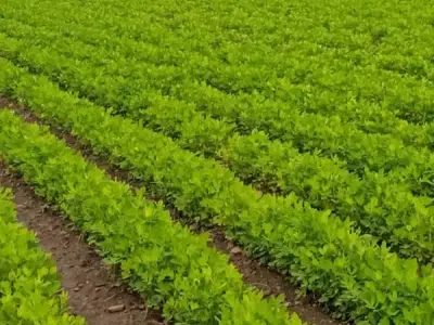Fertile Green Farmland Plot in Upleta Fertile Green Farmland Plot in Upleta