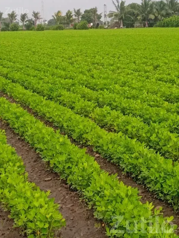 Fertile Green Farmland Plot in Upleta - Land & Plots - Upleta - Image 1
