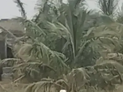 Coconut Farm Land Plot in Mangrol Coconut Farm Land Plot in Mangrol