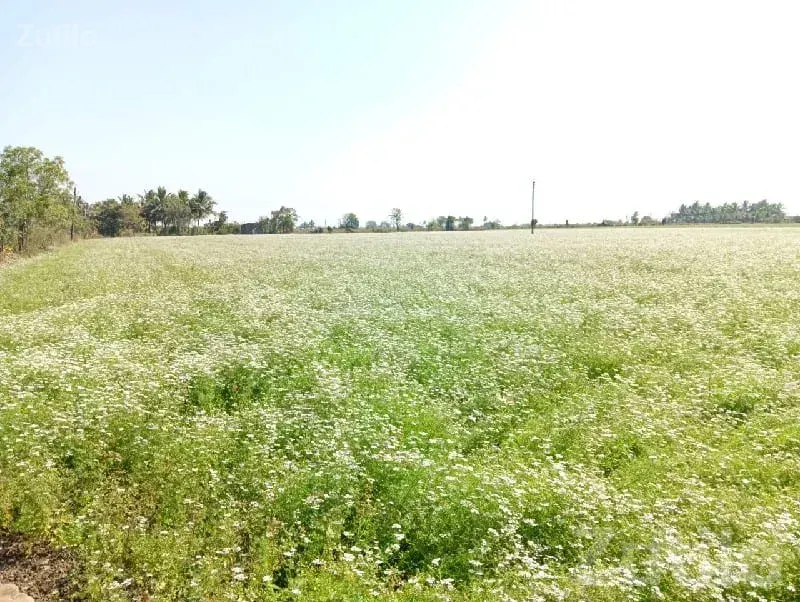 10 Vigha Fertile Flower Farm Land Talala - જમીન અને પ્લોટ - તલાલા - Image 3