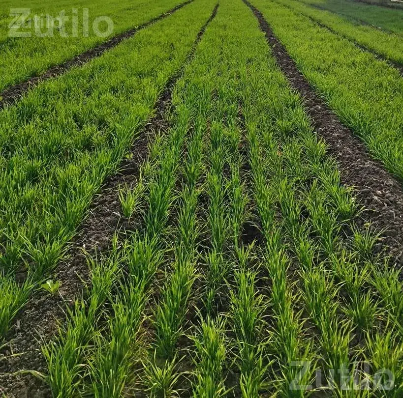 25 Vigha Road Touch Agricultural Land for Sale - Land & Plots - Khambha - Image 2