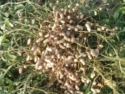 Fertile Agricultural Land with Groundnut Crop Fertile Agricultural Land with Groundnut Crop