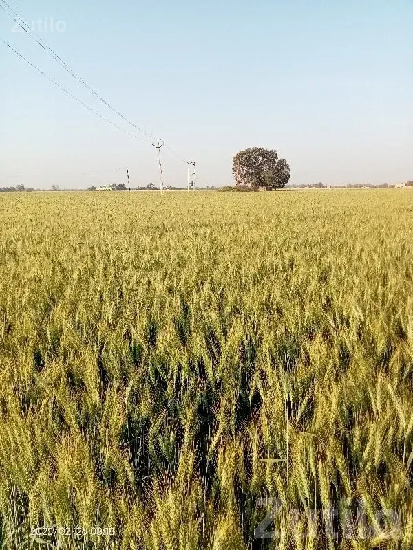 Fertile Agricultural Land in Amar Village - Land & Plots - Bhanvad - Image 1