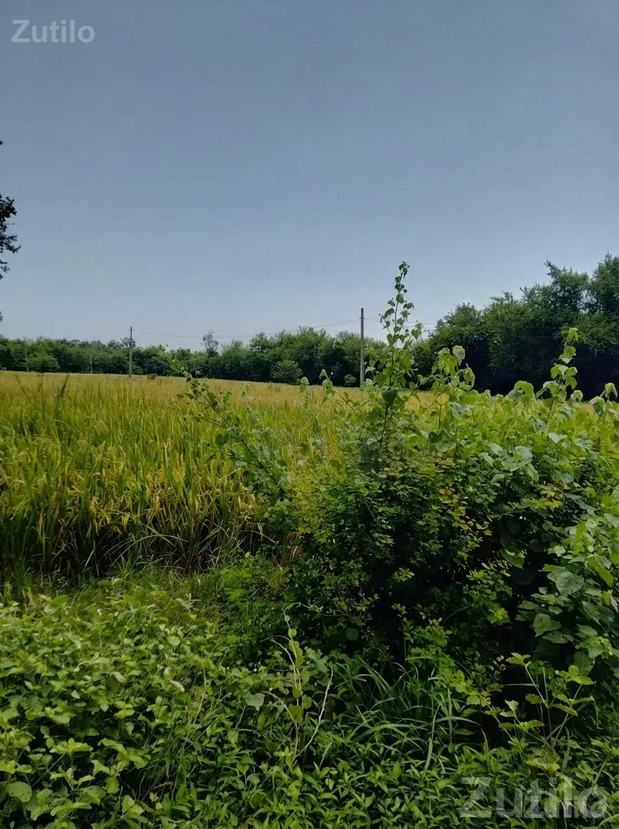 112 Guntha Fertile Juni Sharat Land Plot - Land & Plots - Nadiad - Image 3