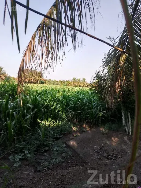 Green Agricultural Land with Coconut Trees - Land & Plots - Vanthali - Image 3