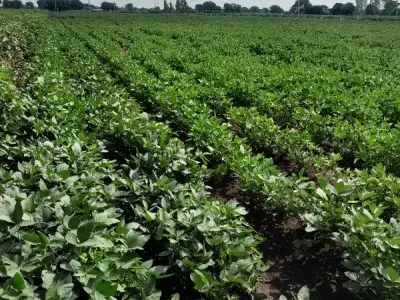 23.5 Vigha Fertile Farm Land with Well 23.5 Vigha Fertile Farm Land with Well