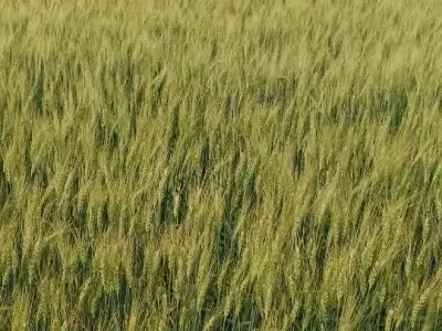 Agricultural Land for Cultivation Lease Agricultural Land for Cultivation Lease