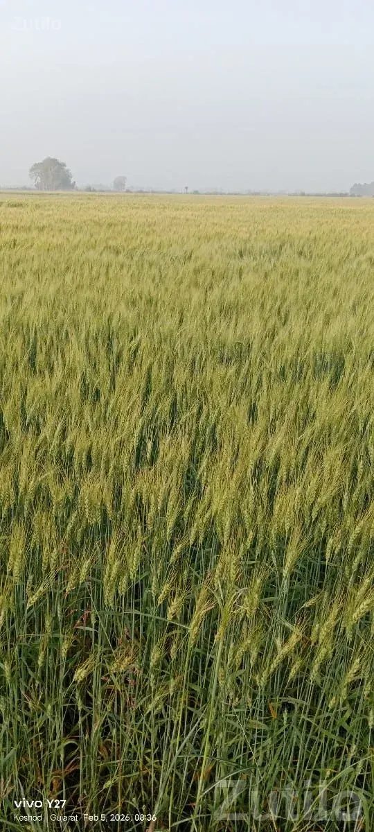 Agricultural Land for Cultivation Lease - Land & Plots - Keshod - Image 1