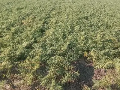 11 Vigha Fertile Agriculture Land Plot 11 Vigha Fertile Agriculture Land Plot