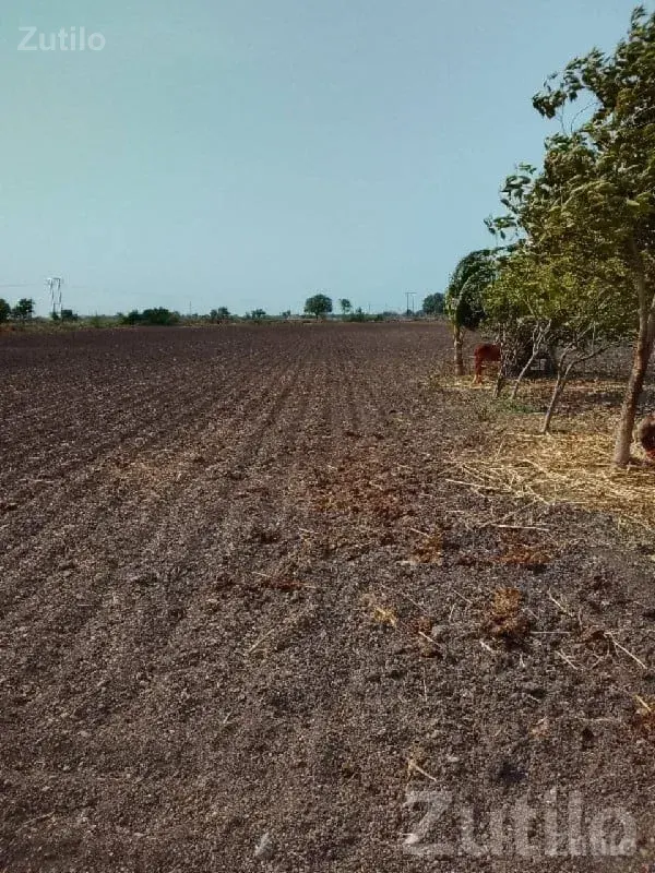 Fertile Agricultural Land in Rajkot - જમીન અને પ્લોટ - રાજકોટ શહેર - Image 1