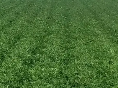 Jamjodhpur Fertile Irrigated Farm Land Jamjodhpur Fertile Irrigated Farm Land