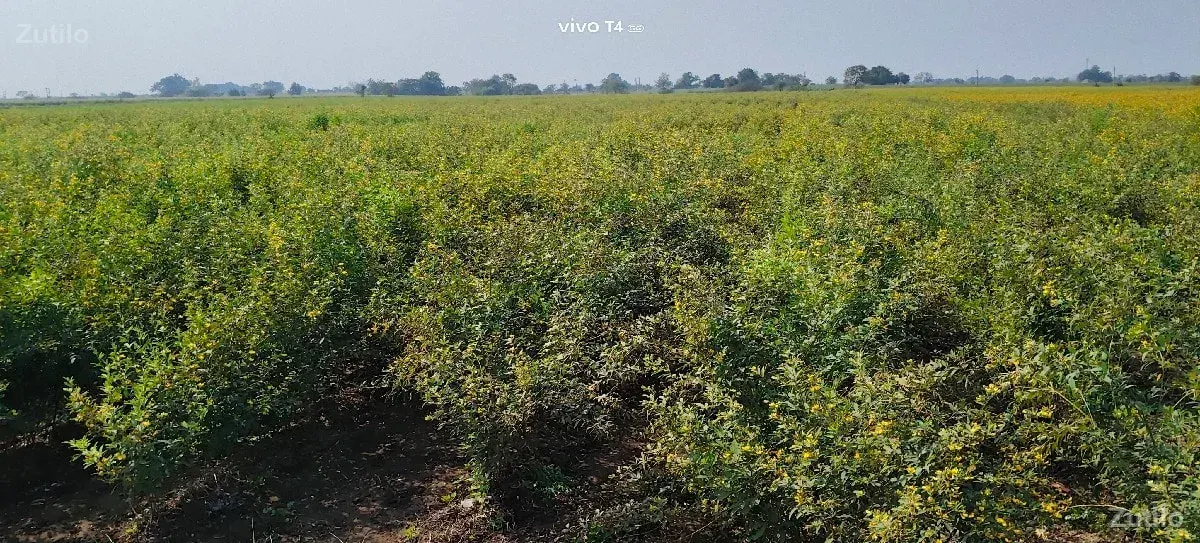 જમીન વેચવાની છે. - Land & Plots - Keshod - Image 2
