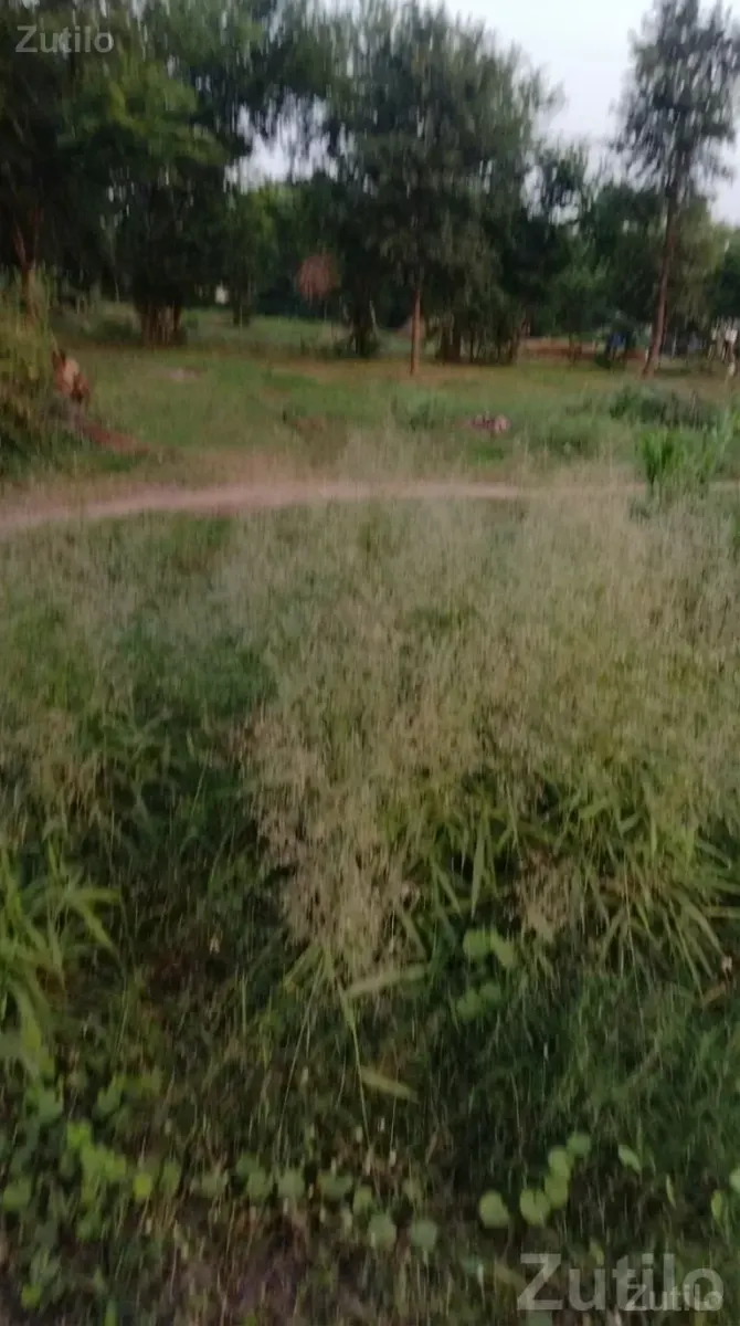 112 Guntha Fertile Juni Sharat Land Plot - Land & Plots - Nadiad - Image 2