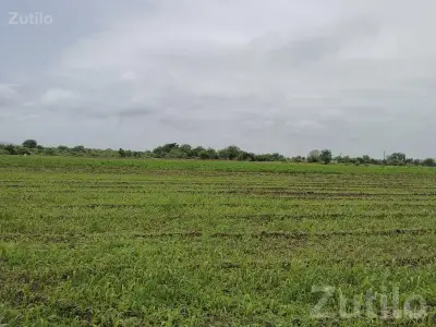 Green Fertile Agricultural Land Rajkot Green Fertile Agricultural Land Rajkot