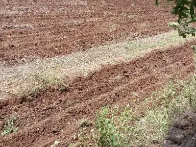 Fertile Agricultural Land in Bhanvad Fertile Agricultural Land in Bhanvad