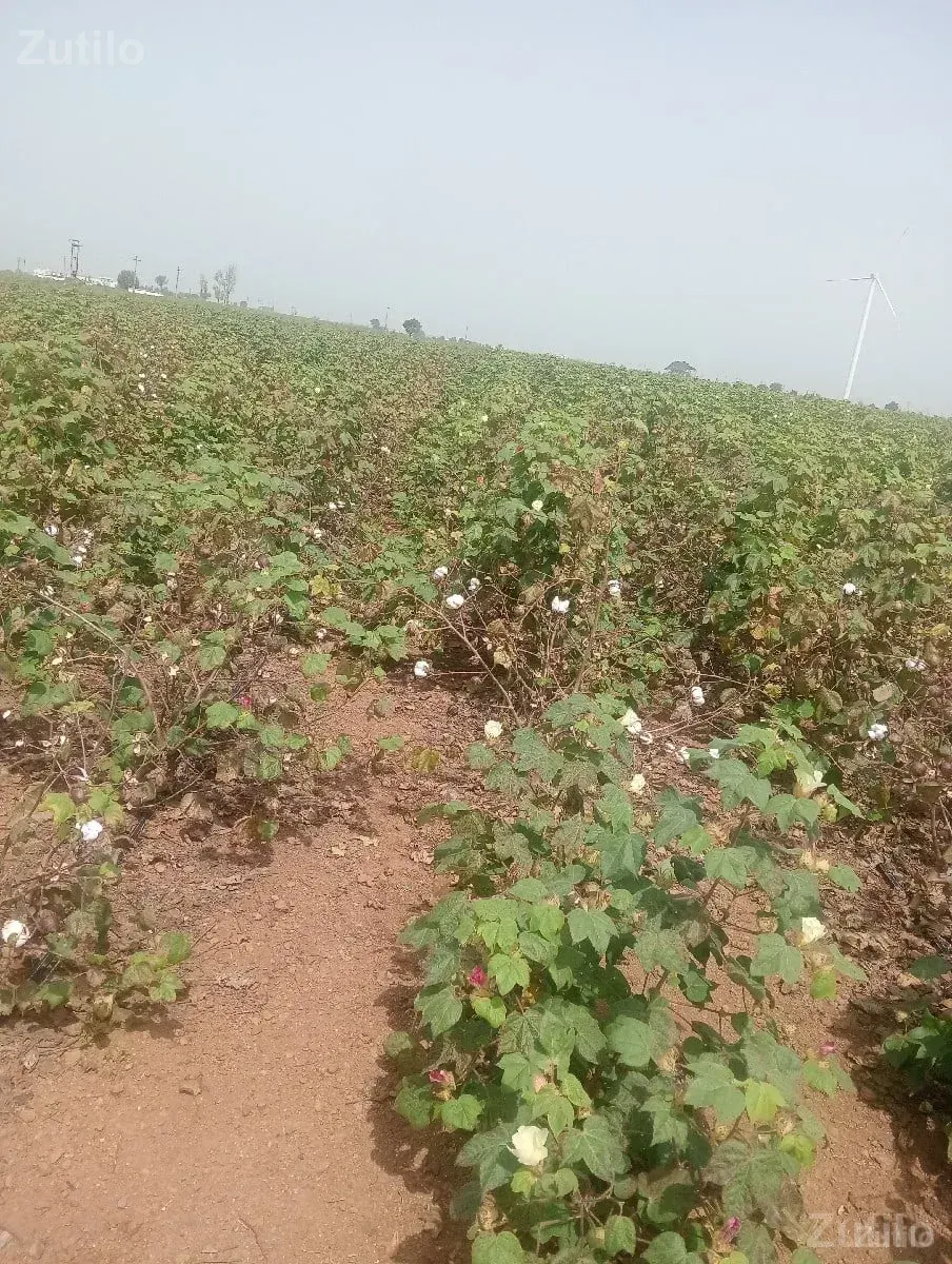 3 akr 10 gutha - જમીન અને પ્લોટ - વાંકાનેર - Image 2